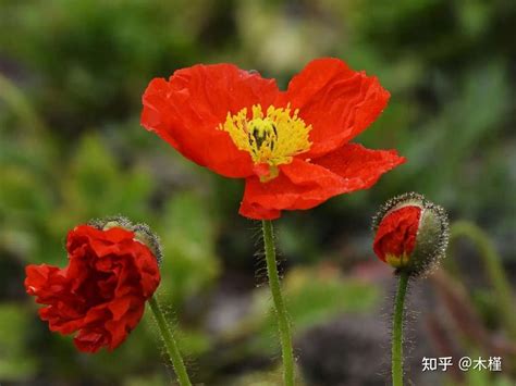 虞美人 花語|虞美人的花语及传说